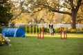 Border Collie jumping over agility hurdle in sunny backyard with tunnel and weave poles