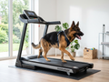 K9 Arena Pro Motorized Variable-Speed Canine Treadmill — studio product shot on white background